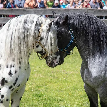 Appartamento Hochalmbahnen 20w1, Alpenveilchen, Nahe Gondel, Hunde Willkommen *