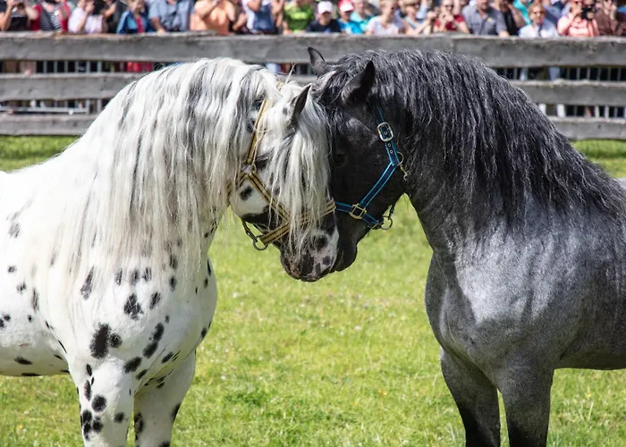 Daire Hochalmbahnen 20w1, Alpenveilchen, Nahe Gondel, Hunde Willkommen *